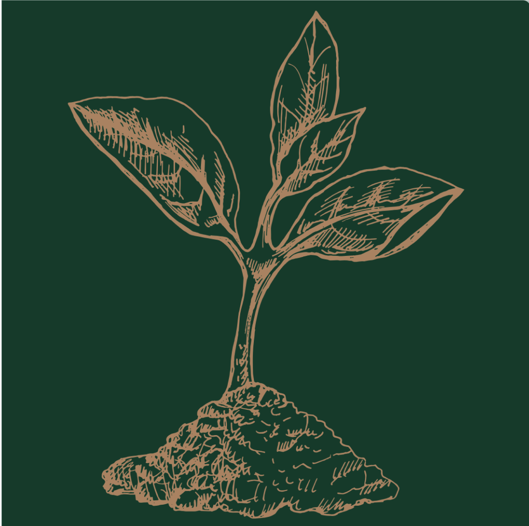 Ámaxa Global Forest tree planting